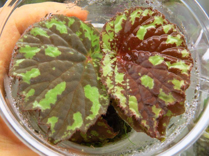 B. holosericeoides